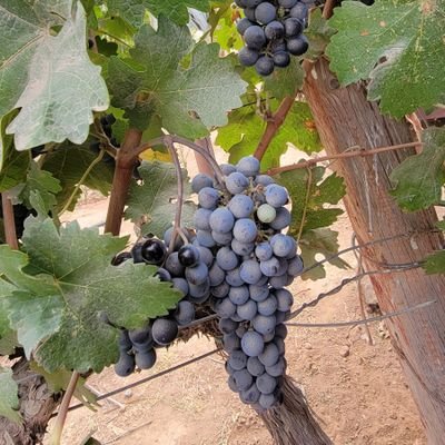 parejanuevatj's profile picture. somos nuevos en el ambiente...