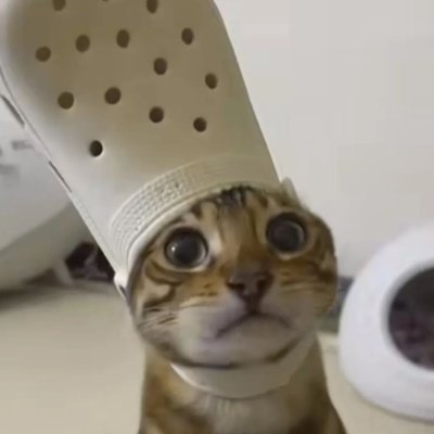 Pond796's profile picture. what da dog doin