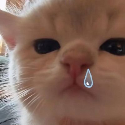 miawsshi's profile picture. miaw miaw miaw?