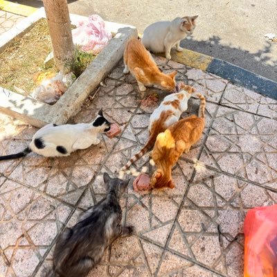 tulipsandmint's profile picture. لآ اِلَهَ اِلّا اللّهُ مُحَمَّدٌ رَسُوُل اللّهِ | 🌷 | dum spiro, spero