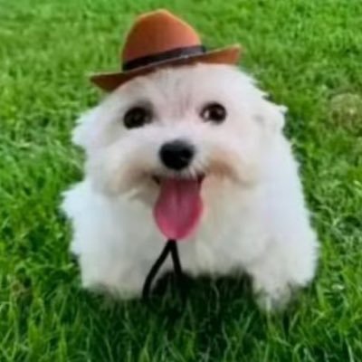 vybeyn's profile picture. 🇵🇷