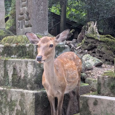 na7tsumi23's profile picture. HTML/CSS勉強中です。
ゆくゆくはWebデザインもできるようになりたい！