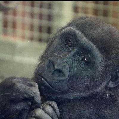 rahul_codes01's profile picture. it'll be fun