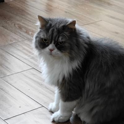 chenlifeng83074's profile picture. 