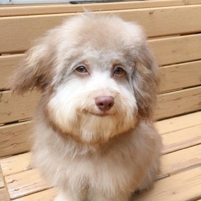 mariomaxx12's profile picture. *New Account* Kirby and the Forgotten Land Speedrunner (Former All Waddle Dees record holder)