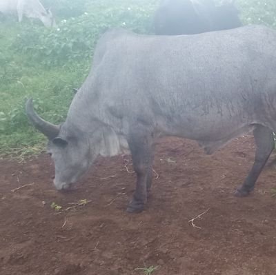 ALepariyo's profile picture. in Christ, Son of Nomads, Peace Maker, Manchester United in blood, Networking and Web designer By Professional, Bachelor of Science In Information Technology.