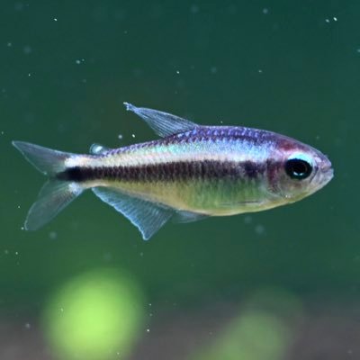 hirororo_aqua's profile picture. 平成生まれの会社員、25年6月ファラガテトラに魅せられて60cm水槽でアクアデビューしました🐟色んな魚・水草・レイアウト・機器用品の情報を取り入れたく、フォローさせていただいております🙇‍♂️自分も少しずつ投稿していきたい🌱