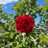 kd51_kiitos's profile image