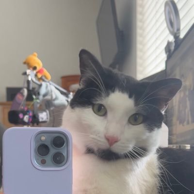 sinkboymouse's profile picture. 2 year old tuxedo boy who’s a menace to society and loves to sleep in the sink 🤍 mom is @kaylajxne