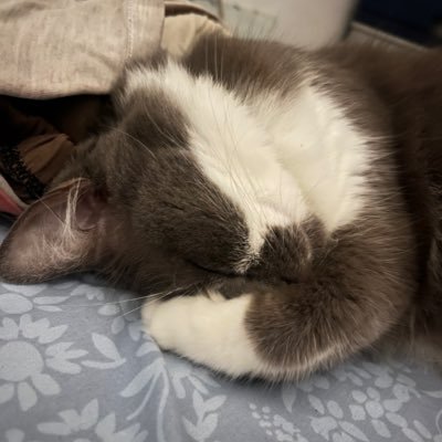 purrfectbae_'s profile picture. sad soul with clingy behavior