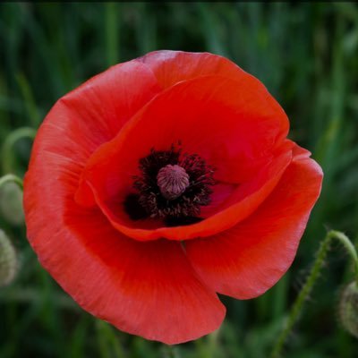 papprica's profile picture. happy mom and happy wife. attempting to figure out what the heck happened to Canada. NDP voter turned Conservative because NDP and Liberals are unrecognizable