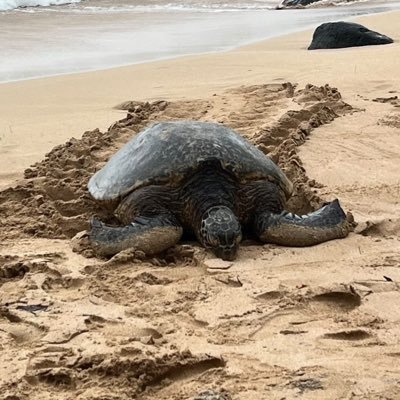 BDubInDa808's profile picture. 