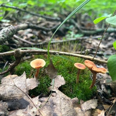 MsDerelict's profile picture. 