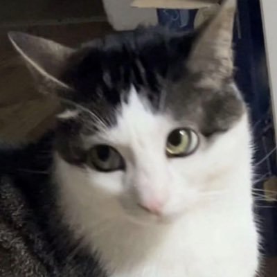 just1trick's profile picture. /ᐠ-ⱉ-ᐟ\ﾉ Even if we'd met on a crowded street in 1944.