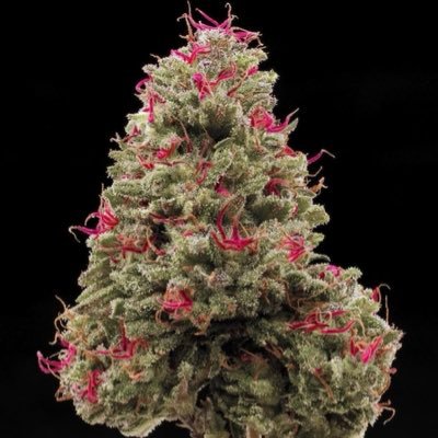 ebkelkcreek's profile picture. 