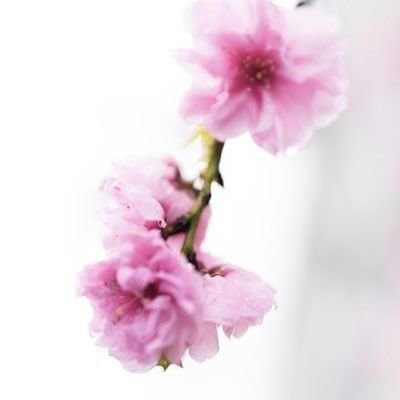 I7H3BfjBXnEa9's profile picture. 東京/31/F