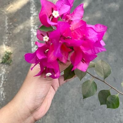 manju1304815864's profile picture. 