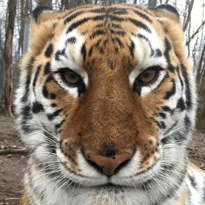 niniloveeeeeeee's profile picture. 互关 only jennie 只用来做数据的号 这是刷推号 没必要截我图 因为这个号不会发些什么不该发的 也没必要视奸这个号