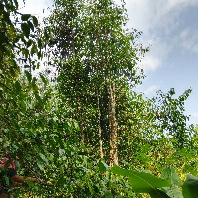 Dauntangki2462's profile picture. I remain enthusiastic even though my account was previously suspended, the spirit of never giving up, life is full of trials to achieve my dreams