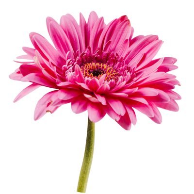 finfinkah's profile picture. a kid at heart👧👩‍🏫