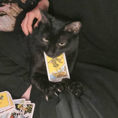 MoonWithwhisper's profile picture. tarot reading