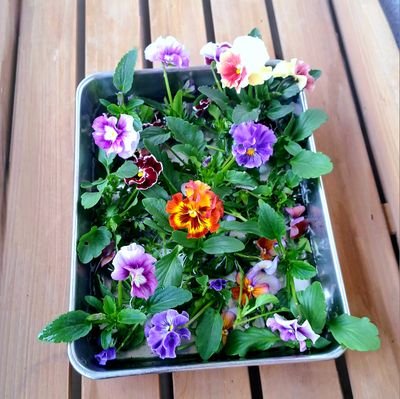 loccitane1607's profile picture. 小さなベランダでお花を育てています😊🌱🌱

https://t.co/xrrT19l14W