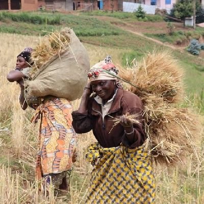 JustineKAVUGHO's profile picture. L’agriculture est le premier métier de l’homme : c’est le plus honnête, le plus utile, et par conséquent le plus noble qu’il puisse exercer.