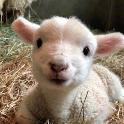 haginhaeyadae's profile picture. 