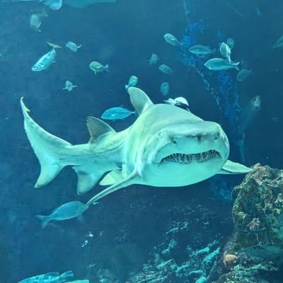 DQhSVmrTkC59391's profile picture. 