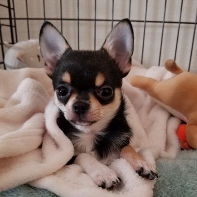 Ku_Papa3Kotubu3's profile picture. /#相方こつぶ🐶/#自炊/#コレリス/#ニコ生/#３時/パニック障害/鬱/#飯テロ/#うましら～/#あたおか/#エガちゃんねる/#ガツンとみかん🍊/#村民/#お仕事大好き/#料理🍳/#無言フォロー失礼します🙇‍♂️巻き込みリプ🈲