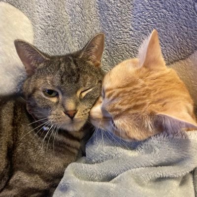 toraririchiyo's profile picture. 成人済み。高橋一生と庄司浩平に恋してます💗戦隊、仮面ライダーすき。超ケツメバカ🎉2匹のにゃんこと生きてます🐈無言フォローウェルカム。タメ口喜んで！永遠に青春過ごしてます。