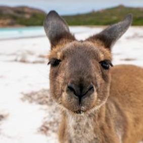 robaim9954's profile picture. 