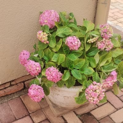 Tlou_kgolo's profile picture. PULA🌧️🌦️🌤️☀️
🇿🇦🇧🇼🇦🇹