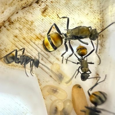 fukujutea's profile picture. 広く浅く、露天掘り。