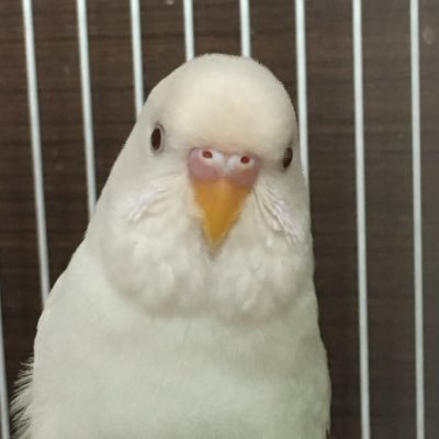 popo_0430's profile picture. カズタ君のウリチブを見てn.SSignを知り、我が子と変わらない子達を応援したくなりました😆✨ 先輩コスモの皆さん、色々教えてください♪ Ｘも超初心者🔰なので色々失礼があったらすみません🙇‍♀️韓ドラも大好きです💕