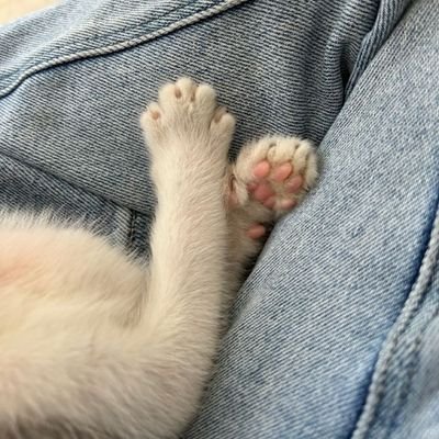 Marouabg's profile picture. 🇩🇿|🇵🇸