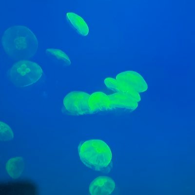 tnu_dd's profile picture. ESFJ‐T🎤🍻🍖🐟🍿🎫🎥🚗³₃📸