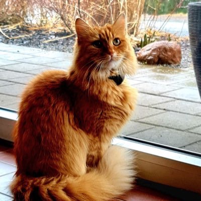 ezneliwir's profile picture. 