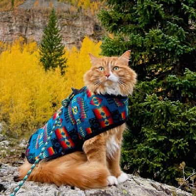 ak7730463's profile picture. 