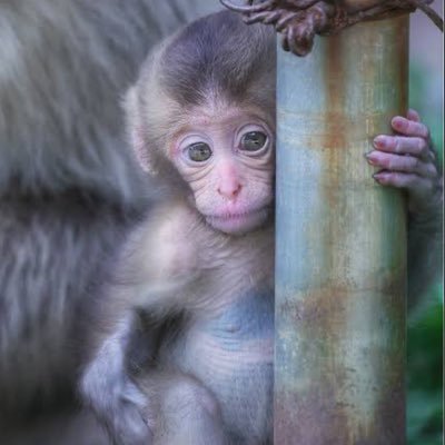 Toyotomi_teppen's profile picture. 業界歴6年。 夜職探しはこちらへ。 基本紹介業種は ✈️・🚗・🛁・🍜・🎈・🥂・🎥のみ。元最大手業界出身。ちなみに競馬が大好きです。