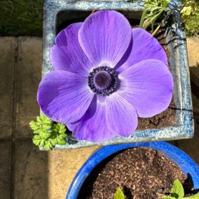 Sharonjoyce01's profile picture. Fun 🤩