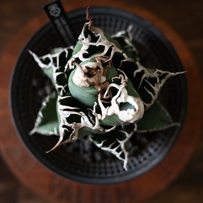 gameleky's profile picture. ♂晴天を呼んでね 邦ロック大好き！植田真梨惠、SILENT SIREN、Fear and Loathing in LasVegas、マキシマムザホルモン、Passcode、FACT、yonige、aiko...フォロー大歓迎、無言OK!相互フォロー100%