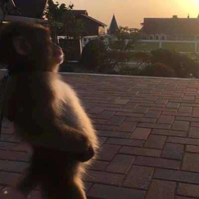 idhruvv11's profile picture. I know Nextjs that's it.