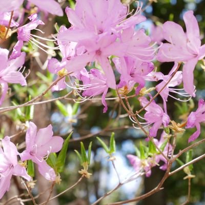 Rei_Na_Official's profile picture. 29歳👩🏻
二型糖尿病 / 高眼圧症 / 複雑性PTSD / うつ病 / ADHD /

❤→ GARNET CROW / ZARD / 小松未歩 / 日向坂46 / 乃木坂46 / 櫻坂46 / 平手友梨奈 / 齋藤飛鳥 / 小坂菜緒 /

小説と音楽と作り笑いが薬の人生。

#読書 #作家志望