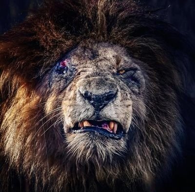 Yugoslavia1892's profile picture. We have spilt an ocean of blood for the brotherhood and unity of our peoples and we shall not allow anyone to touch or destroy it from within.