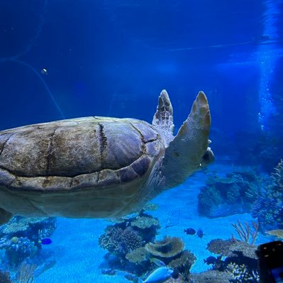 alpha_USETH's profile picture. 