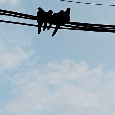 MingguMomo95369's profile picture. 