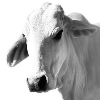 HeatherY0505's profile picture. God * Family * 🇺🇸 * Texas    Wife, Mother, Cattle Rancher