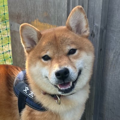 BeNa3rdDrb1iugG's profile picture. 「フォロー」「いいね」宜しくお願いします！🙇‍♂ ️🎂2021.1.7 🏡2021.3.5 柴犬男の子 文太🐕 道東在住。生まれは愛媛県のブリーダーさんです。 https://t.co/pFym2oCIwR ＃柴犬 #北海道