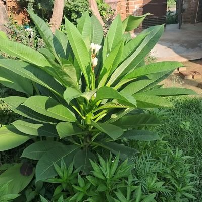 DityaThakur's profile picture. देवाधीनाजगत्सर्वं मन्त्राधीनाश्च देवता:।
ते मन्त्रा: ब्राह्मणाधीना:तस्माद् ब्राह्मण देवता।